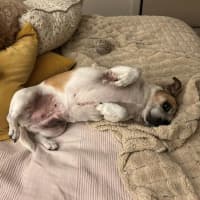 Photo of Shadow Quinell