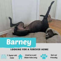 Photo of Barney