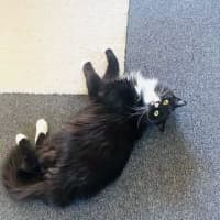 Photo of Kormos   Located In Thornbury