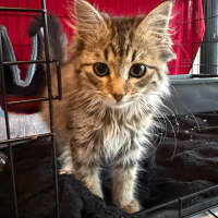 Photo of Firecracker   In Foster Care In Templestowe