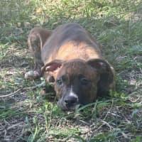 Photo of Chance (P1)