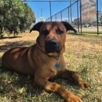 Photo of Biggie Paws