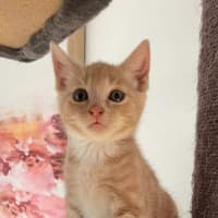 Photo of Mufassa   In Foster Care In Bentleigh East