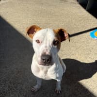 Photo of Scooter