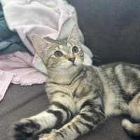 Photo of Layla