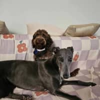 Photo of Bella, The Greyhound