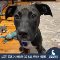 Photo of Socks   3 Month Old Bull Arab X Kelpie