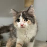 Photo of Callie