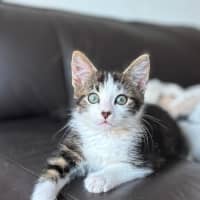 Photo of Bosco