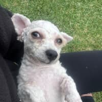 Photo of Dolly