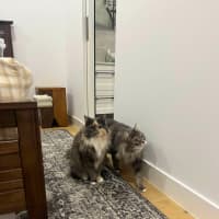 Photo of Teddy & Honk Honk   In Foster Care In Coburg