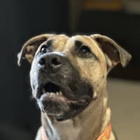 Photo of Saffron