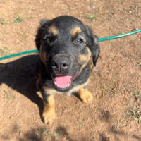 Photo of Peace Pete Dara Or Brodie Dara