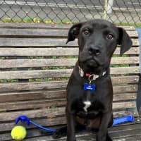 Photo of Koda 
