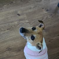 Photo of Moonpie