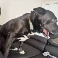 Photo of Bobo