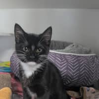 Photo of Abi (Lucky)