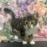 Photo of Linnie   Located In Kew