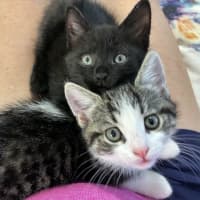 Photo of Eli & Salem   9 Week Old Domestic Short Hair