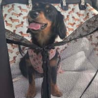 Photo of Mabel