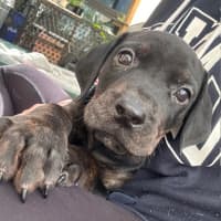 Photo of Cooper (Was Donald)