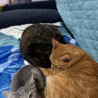 Photo of Joker **2nd Chance Cat Rescue**
