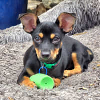 Photo of Gus   14 Week Old Chihuahua X Dachshund