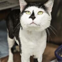 Photo of Uncle Louie