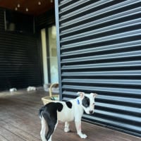 Photo of Boris   16 Week Old Staffy X