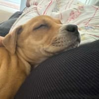Photo of Rosie
