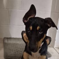 Photo of Lucy