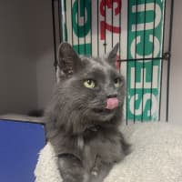Photo of Puss