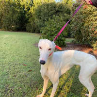 Photo of Dolly  Located Melbourne And Toongabbie