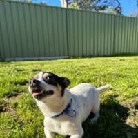Photo of Mickey   6 Year Old Mini Fox Terrier
