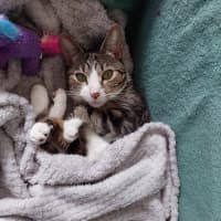 Photo of Cleo