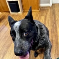 Photo of Blue Blu