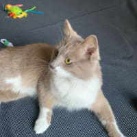 Photo of Bodhi 🦁🥰💙