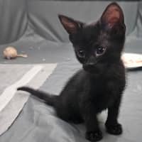 Photo of Void The Valiant