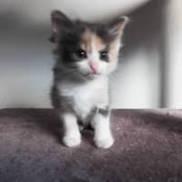 Photo of Mini