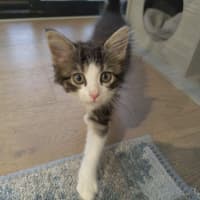 Photo of Milka