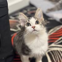 Photo of Smeagle Mc Cotton Ball