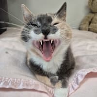 Photo of Norma