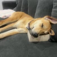 Photo of Kelly   15 Month Old Ridgeback X