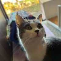 Photo of Indigo