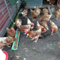 Photo of Chickens