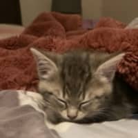 Photo of Ranger *9 Lives Project Rescue*