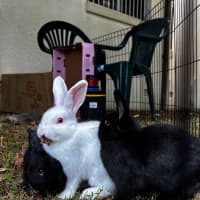 Photo of Bashful & Grumpy
