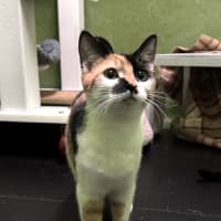Photo of Tomato