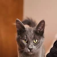 Photo of Lady Grey