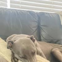 Photo of Appy, The Rescue Greyhound